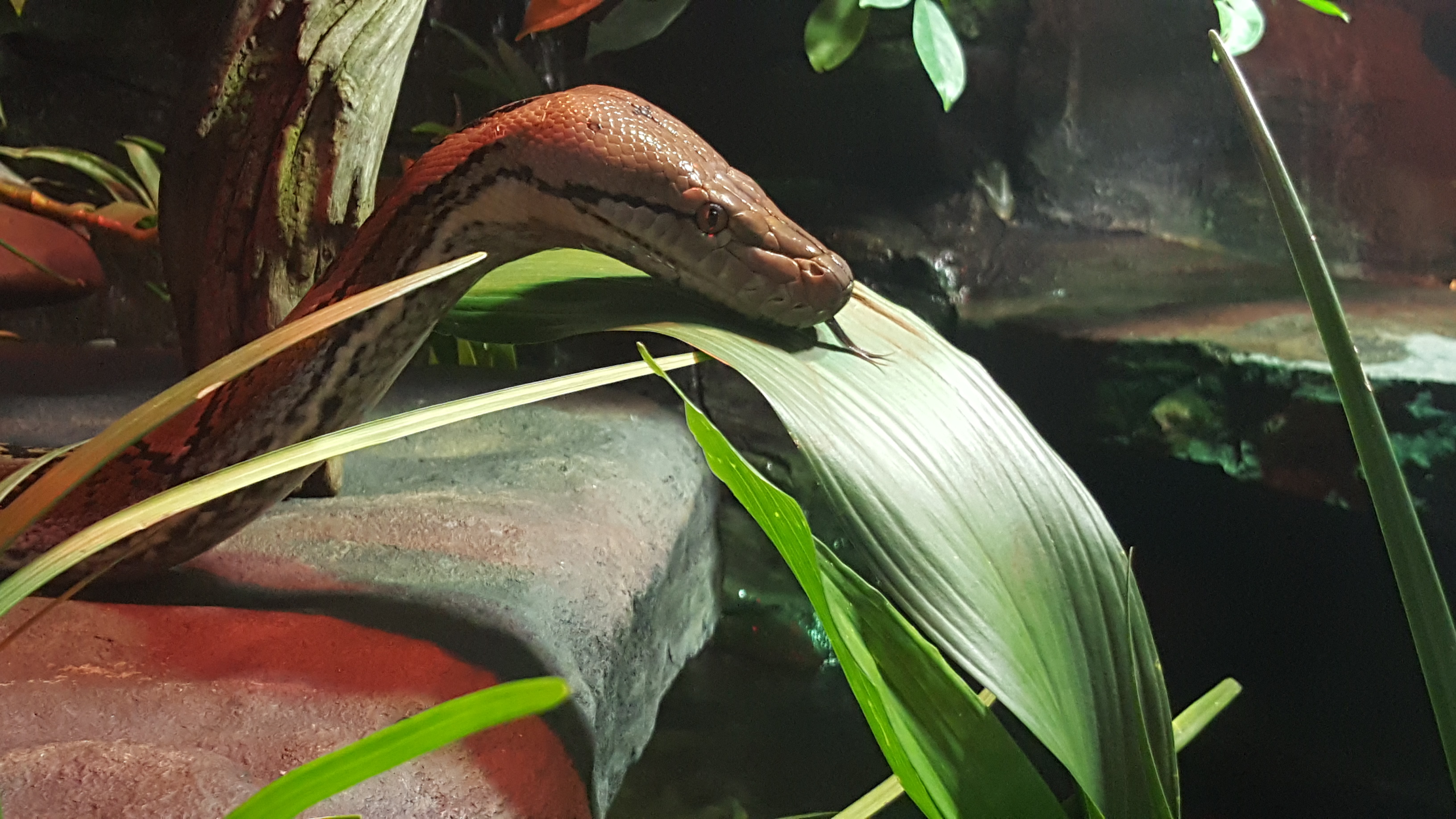 Photo of a snake